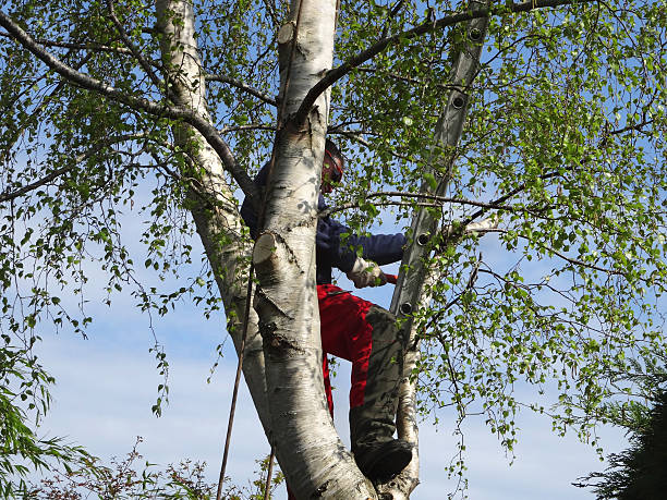 Leaf Removal in Northlake, IL